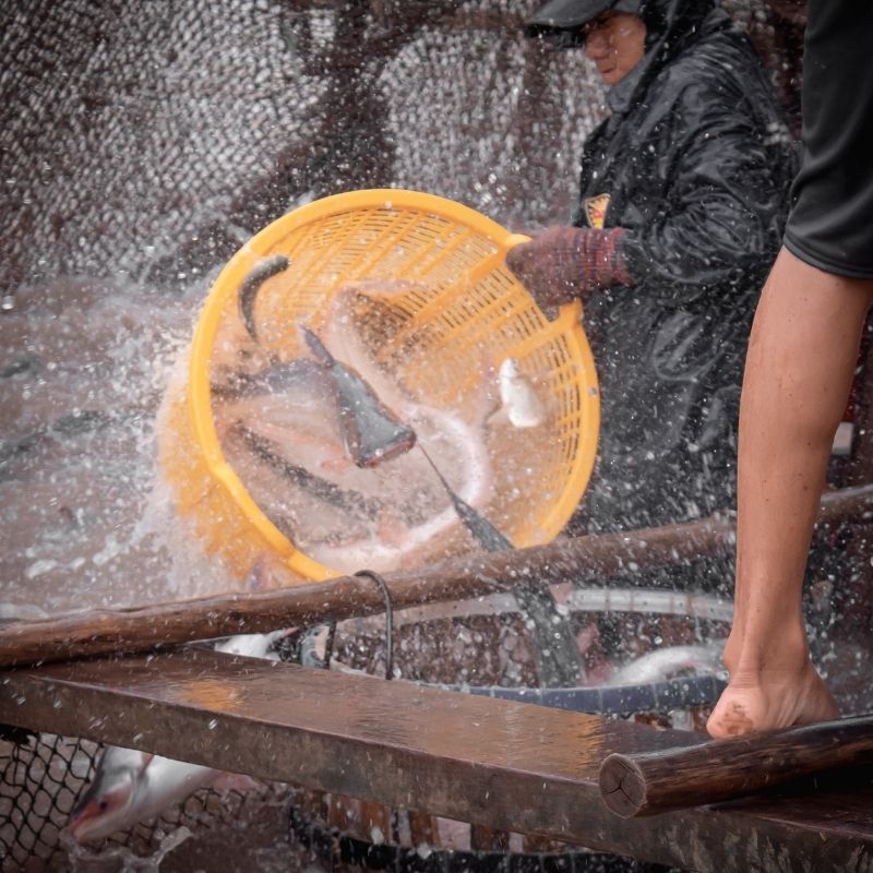 Fish being caught in buckets and processed 